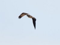 Fischadler (Pandion haliaetus) 04